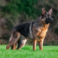 They are dangerous - Calls to ban restricted dog breeds