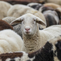 Should Irish wool have its own trademark?