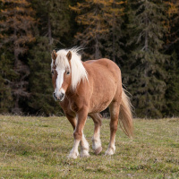 How I Live Well: Horse Therapy