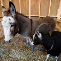 I was very disappointed - Lord Mayor cancels live crib at Mansion House