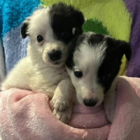 Puppies abandoned at Galway roadside