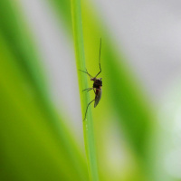 Almost dying from a mosquito bite - Sharon Bannerton’s experience