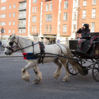 Animals are not ours to abuse - Calls to ban horse drawn carriages