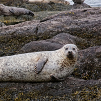 Approaching seals can do more harm than good
