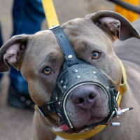 XL Bully Type Breed Ban 