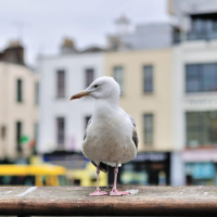 Putting seagulls on the contraceptive pill is a crazy idea