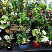 Home Squad: Minding Your Plants