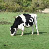Could you marry into farming?