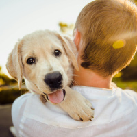 Have we become too dog friendly?