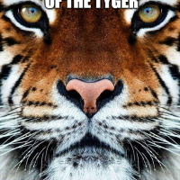 The Way of the Tyger: Fearful Symmetry