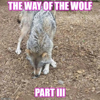 The Way of the Wolf Part III