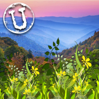 INTERVIEW: Changing Your Perception on Holistics, Herbalism amp American Individualism