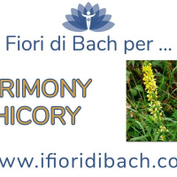 Agrimony e Chicory fiori di Bach