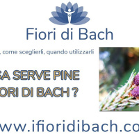 Fiori di Bach. A cosa serve Pine? Per il senso di colpa.