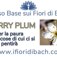 CHERRY PLUM - FIORI DI BACH - per la paura di perdere il controllo