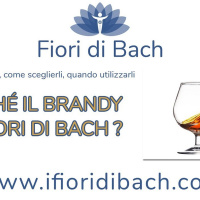 Perché si usa il brandy nei fiori di Bach?
