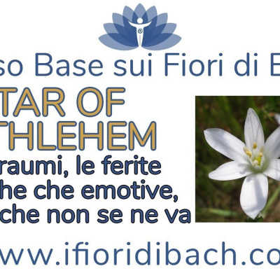 Fiori Di Bach In Pillole