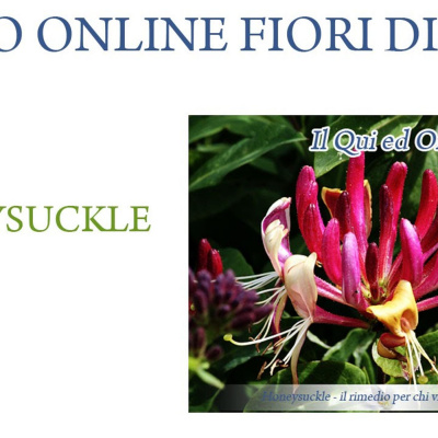 Fiori Di Bach In Pillole