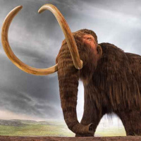 96: Should we bring back woolly mammoths?