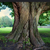 REPROGRAM Your Subconscious Mind To MANIFES Bruce Lipton