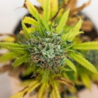 Welchen Einfluss hat Cannabis auf die Psyche?