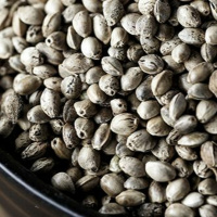 Hanf und Cannabis als Superfood