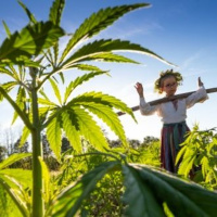 Baue dein eigenes Hanf-Haus an