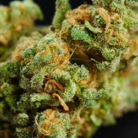 Cannabis-Tourismus Teil 1