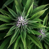 Cannabis-Begleiter und die Beziehung zwischen Mensch und Pflanze