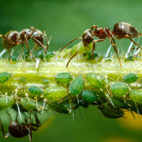 Plagegeister im Growroom: Die größten Schädlinge beim Hanfanbau