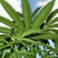 Ärzte und Wissenschaftler über Cannabis