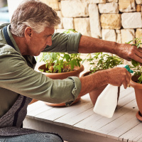 Wie beliebt ist der Eigenanbau nach dem CanG?