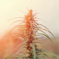 Verkehrsfähigkeit von CBD-Produkten in Deutschland – Eine juristische Betrachtung