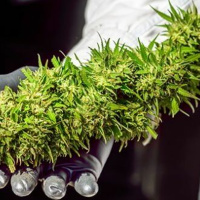 Die neuroprotektive Wirkung von Cannabis