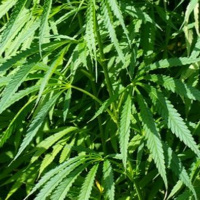 Restless Legs Syndrom und CBD – Vielversprechend?