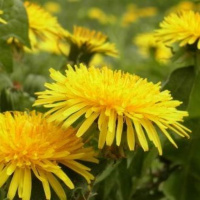 Tabakersatz – Nikotinfreie Kräuter für die Rauchmischung