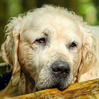 Wie kann CBD für Hunde mit Arthrose eingesetzt werden?