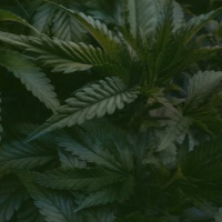 Hanf in Lebensmitteln