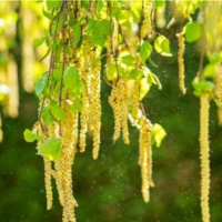 Die allergische Diathese und Cannabis