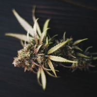 Cannabis und Polyneuropathie