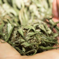 Das Endocannabinoidsystem: Wie THC seine Wirkung im Körper ausübt