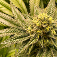 Neue Erkenntnisse zum GPR18-Rezeptor