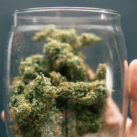 CBD-Blüten in Österreich – der Rechtsstreit geht weiter