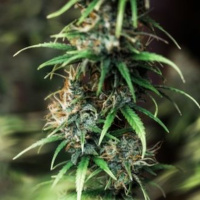 Wie kann Cannabis bei Gastritis helfen?