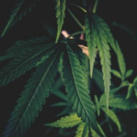 Spannende Zeiten für die Cannabisforschung