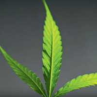 Die Ethnobotanik der Cannabaceae – über den Hopfen und andere Hanfgewächse