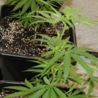 Die perfekte Hanfblüte