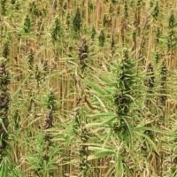 EU Zertifizierung von Nutzhanf Saatgut am Beispiel Italien