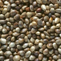 CBG als großartige Möglichkeit zur Erweiterung des Sortiments