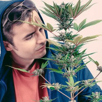 Die Selbstmedikation mit CBD-Hanfblüten erfreut sich großer Beliebtheit